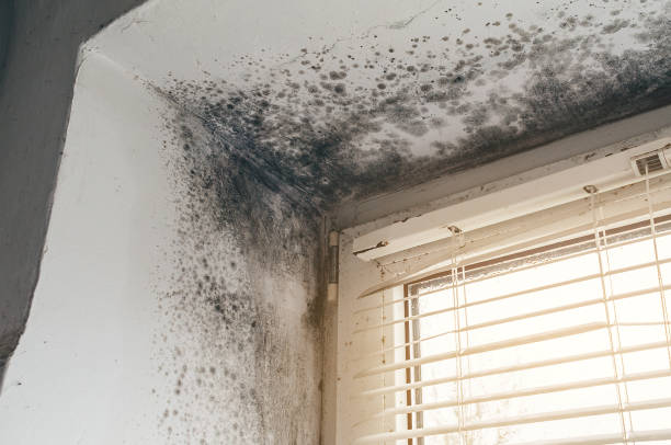 Affordable Attic Mold Removal solutions in Clermont, KY